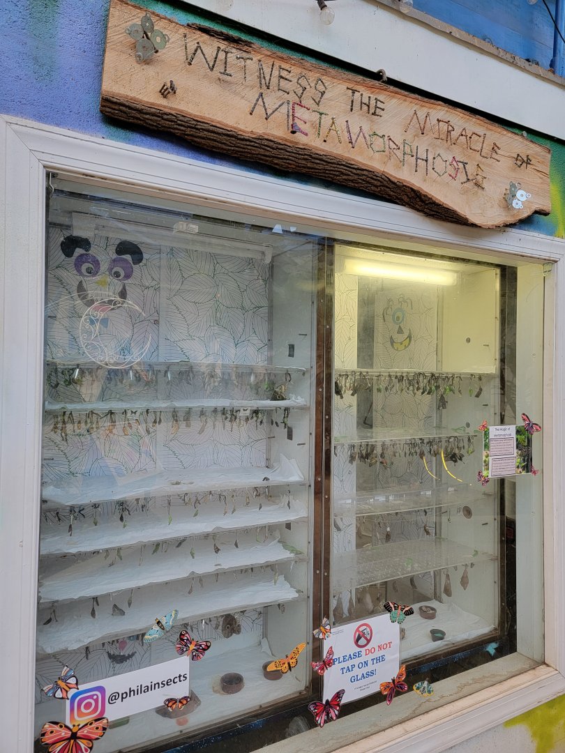 Philly Insectarium - Chrysalis area