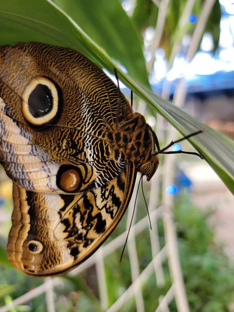 Philly Insectarium - Close up