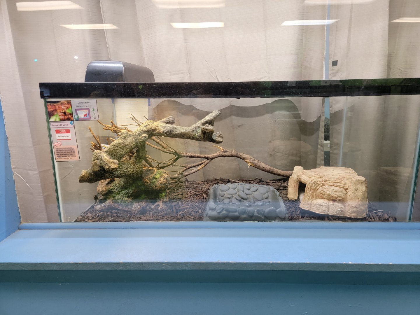 Philly Insectarium - Corn snake