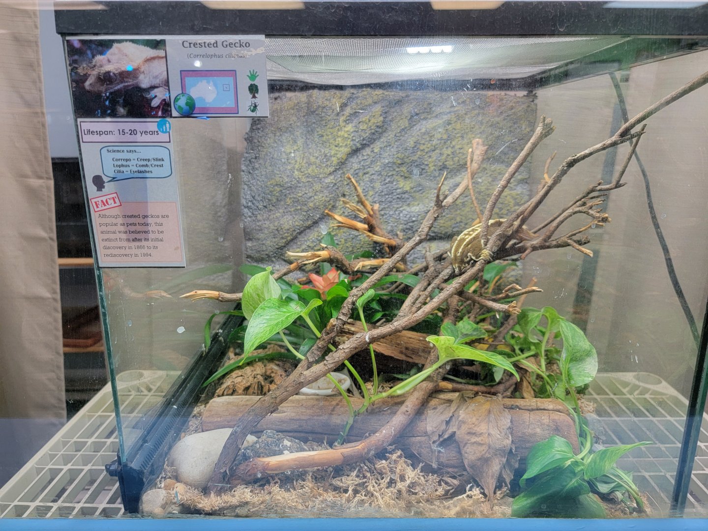 Philly Insectarium - Crested gecko