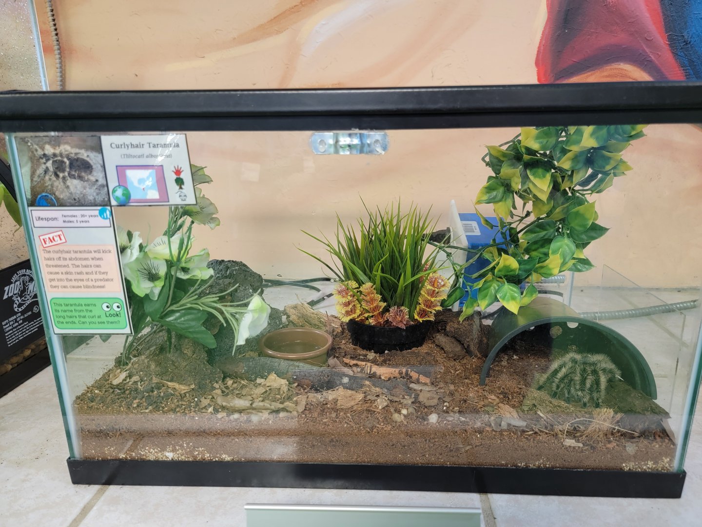 Philly Insectarium - Curlyhair tarantula