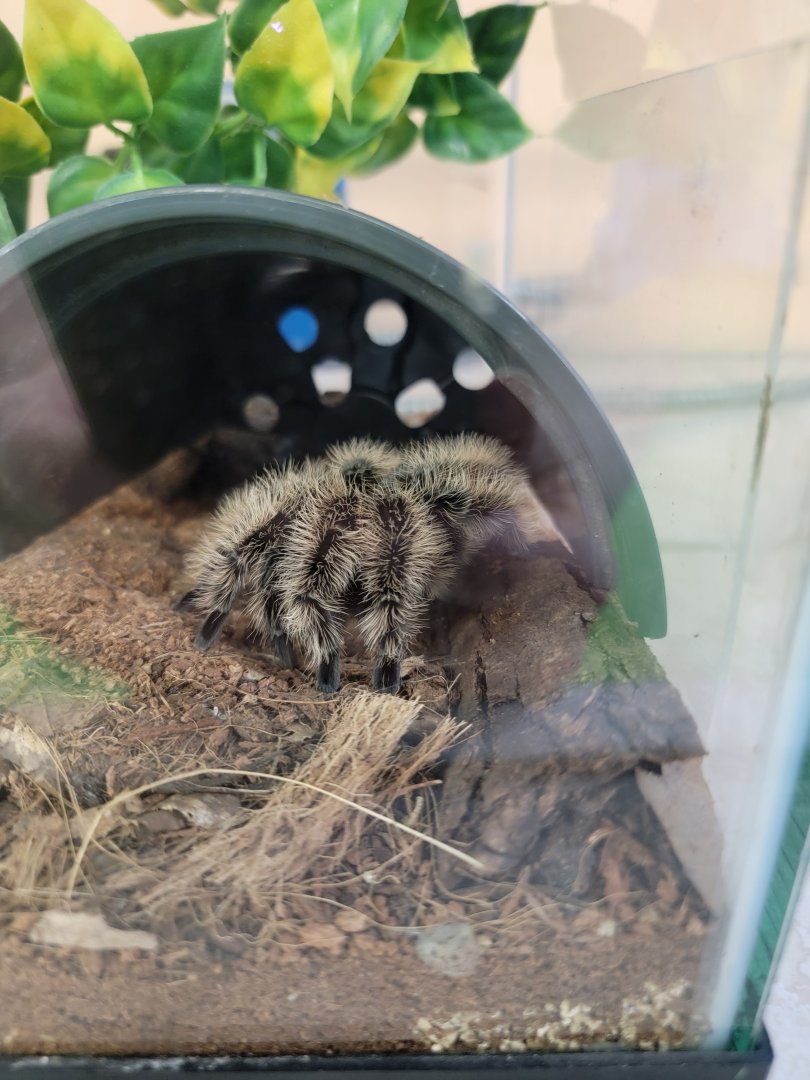 Philly Insectarium - Curlyhair tarantula