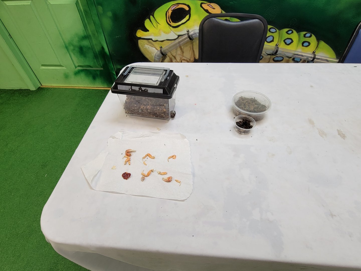 Philly Insectarium - Dead parts of things on a table