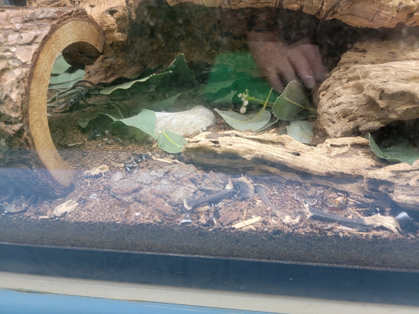 Philly Insectarium - Dead parts with Madagascar hissing cockroaches