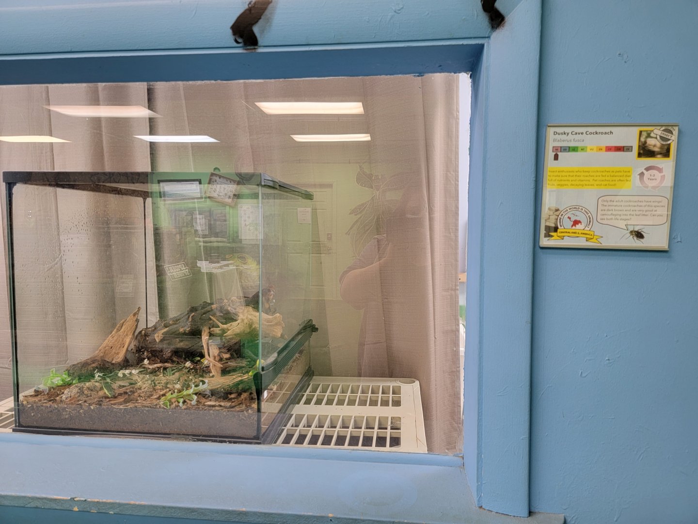 Philly Insectarium - Dusky cave cockroach