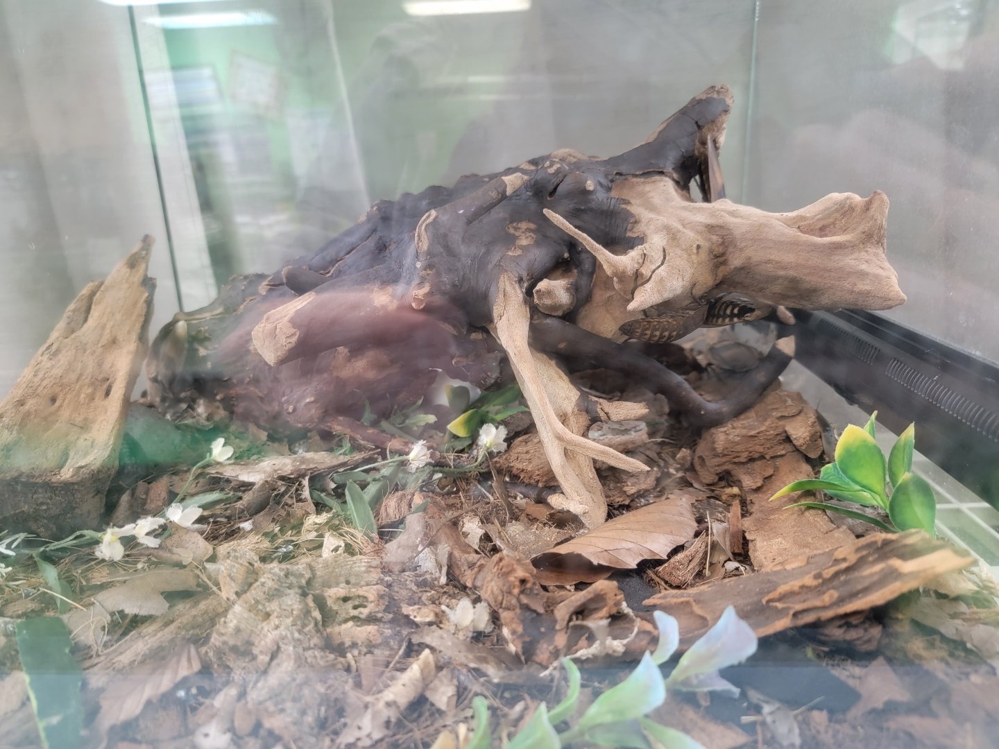 Philly Insectarium - Dusky cave cockroach