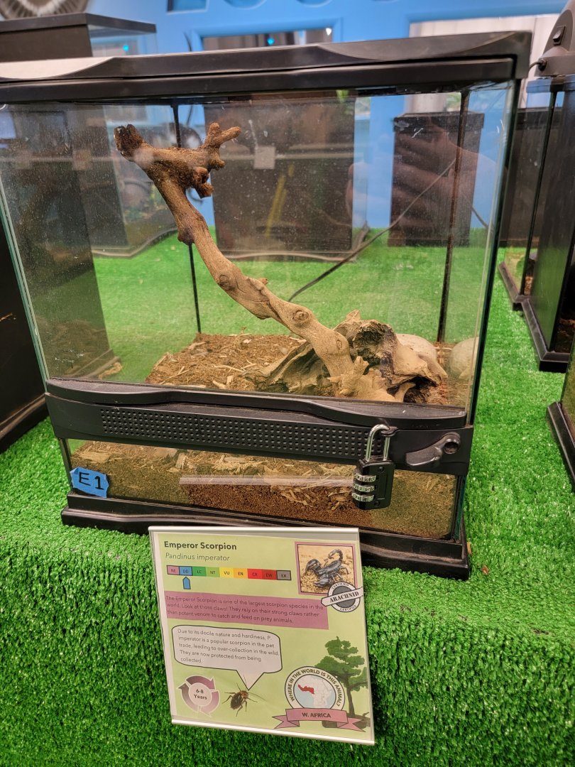 Philly Insectarium - Emperor scorpion