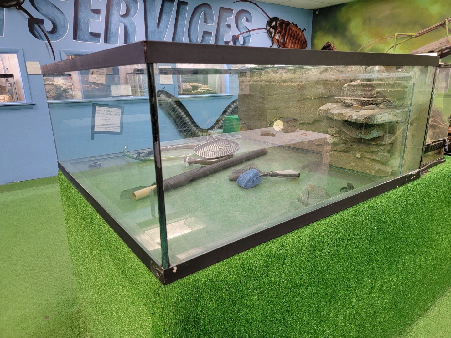 Philly Insectarium - Empty tank
