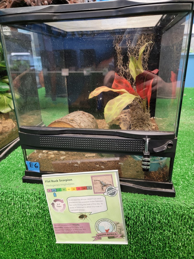 Philly Insectarium - Flat rock scorpion