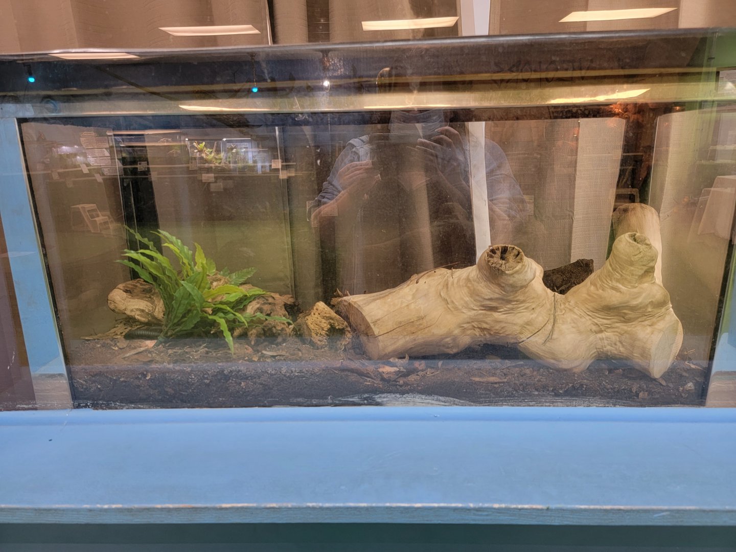 Philly Insectarium - Giant african millipede