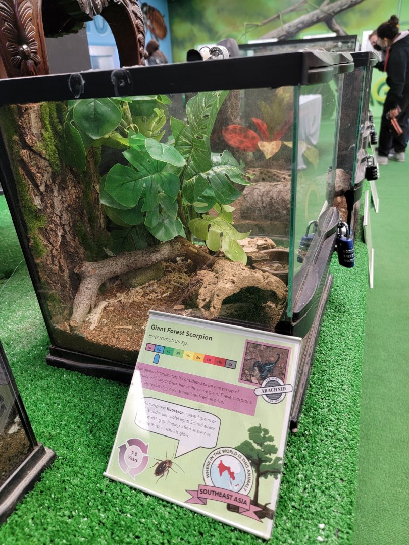 Philly Insectarium - Giant forest scorpion species