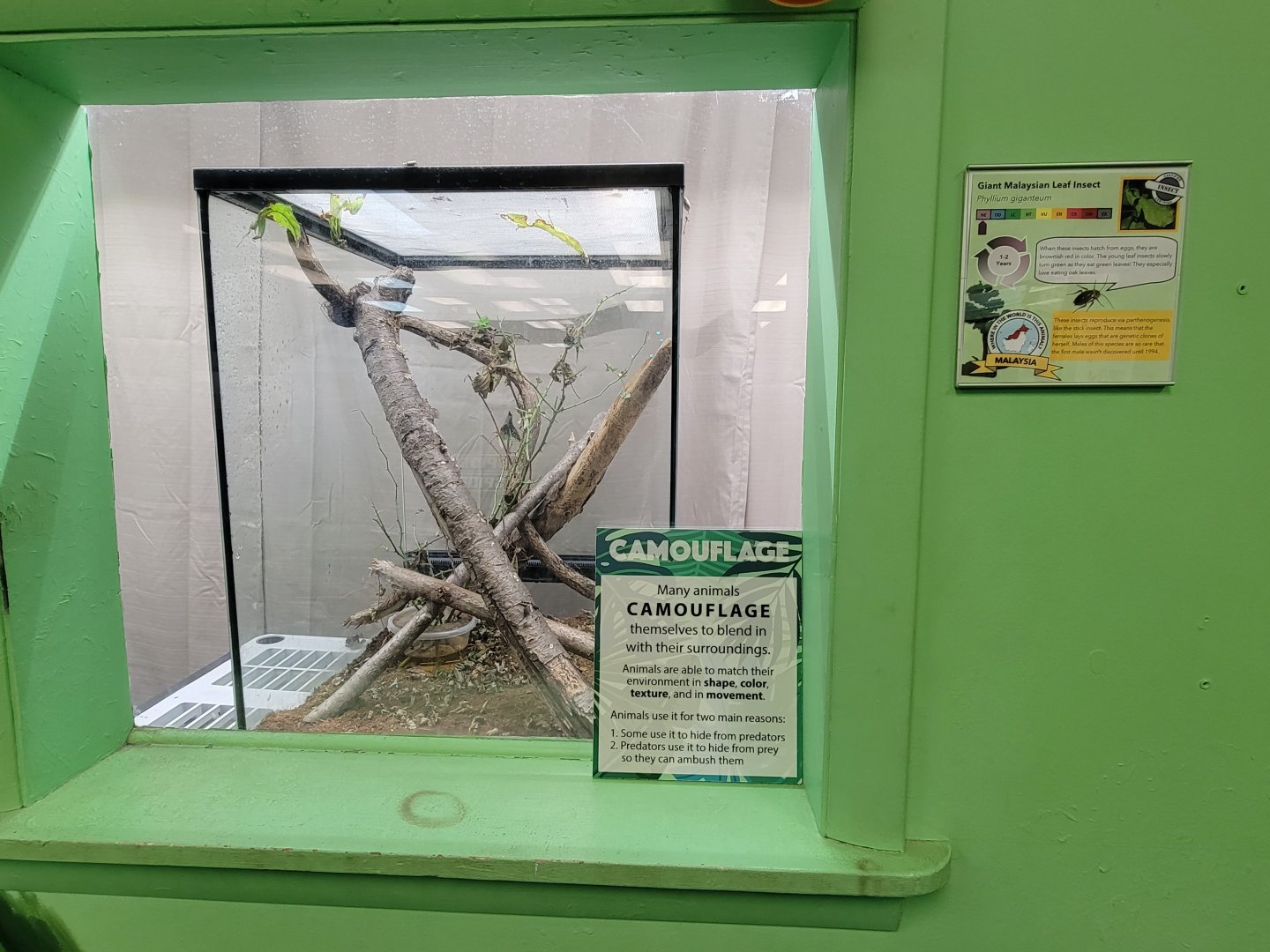 Philly Insectarium - Giant Malaysian leaf insect
