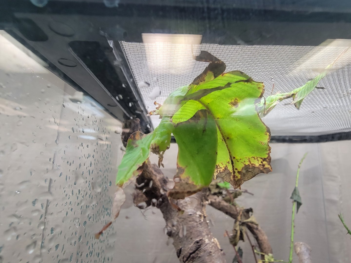 Philly Insectarium - Giant Malaysian leaf insect
