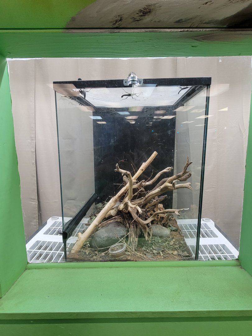 Philly Insectarium - Golden-eyed stick insect