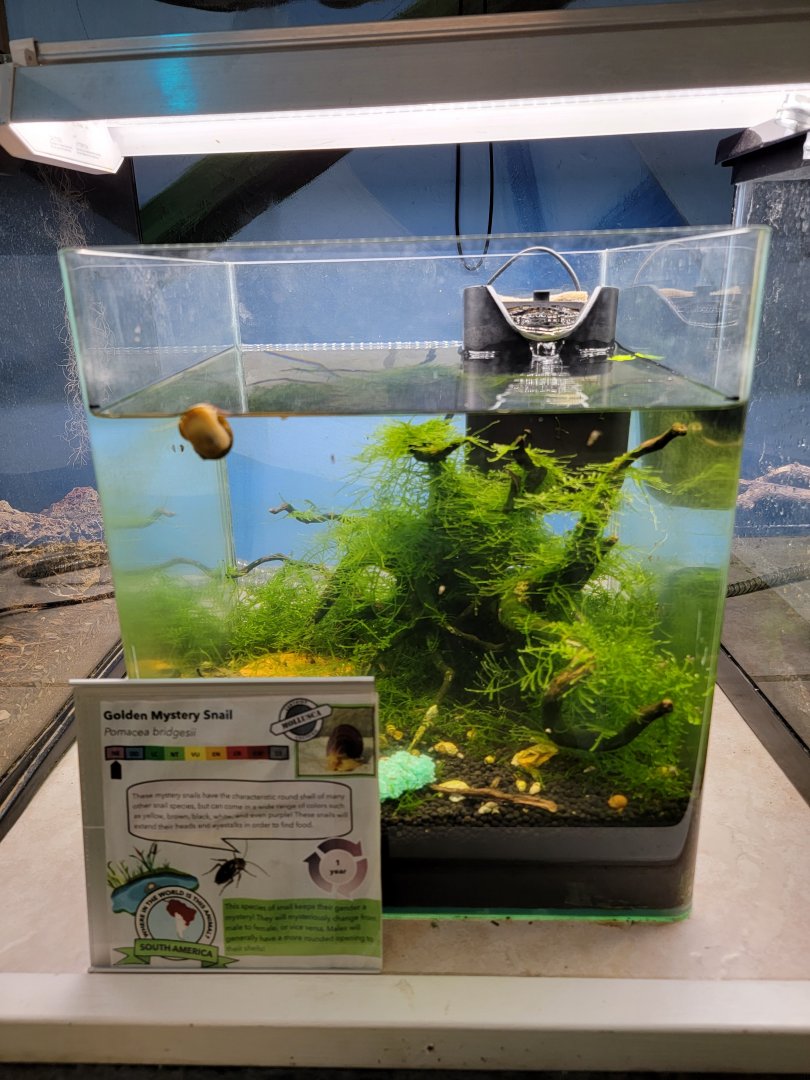 Philly Insectarium - Golden mystery snail
