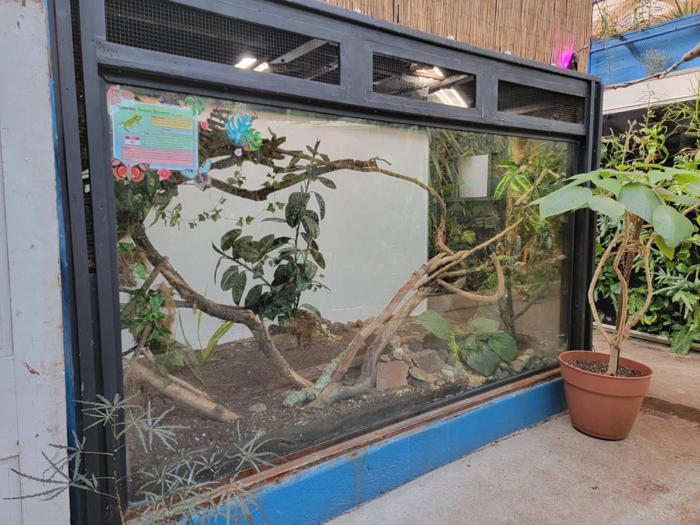 Philly Insectarium - Green iguana