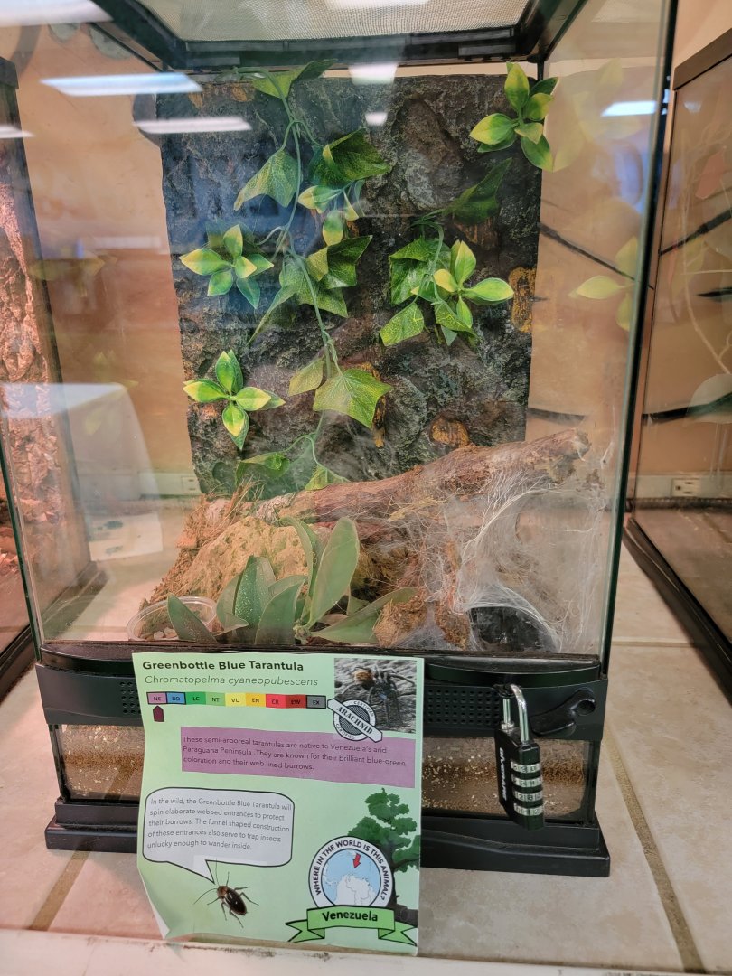 Philly Insectarium - Greenbottle blue tarantula
