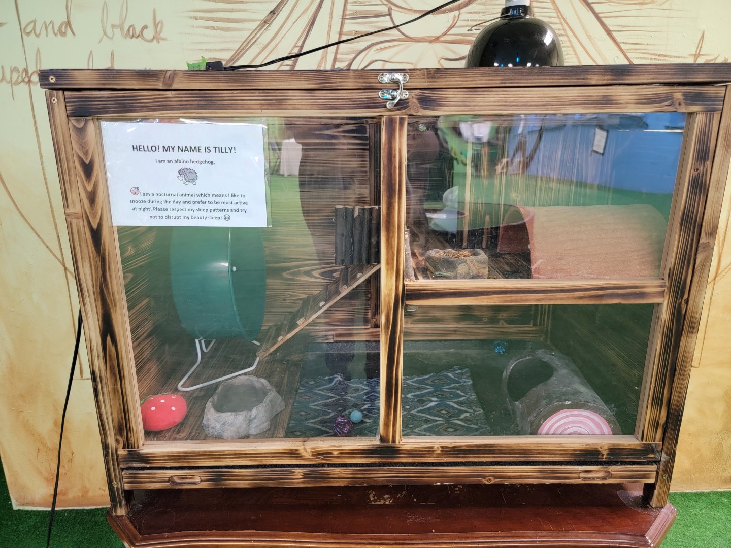 Philly Insectarium - Hedgehog