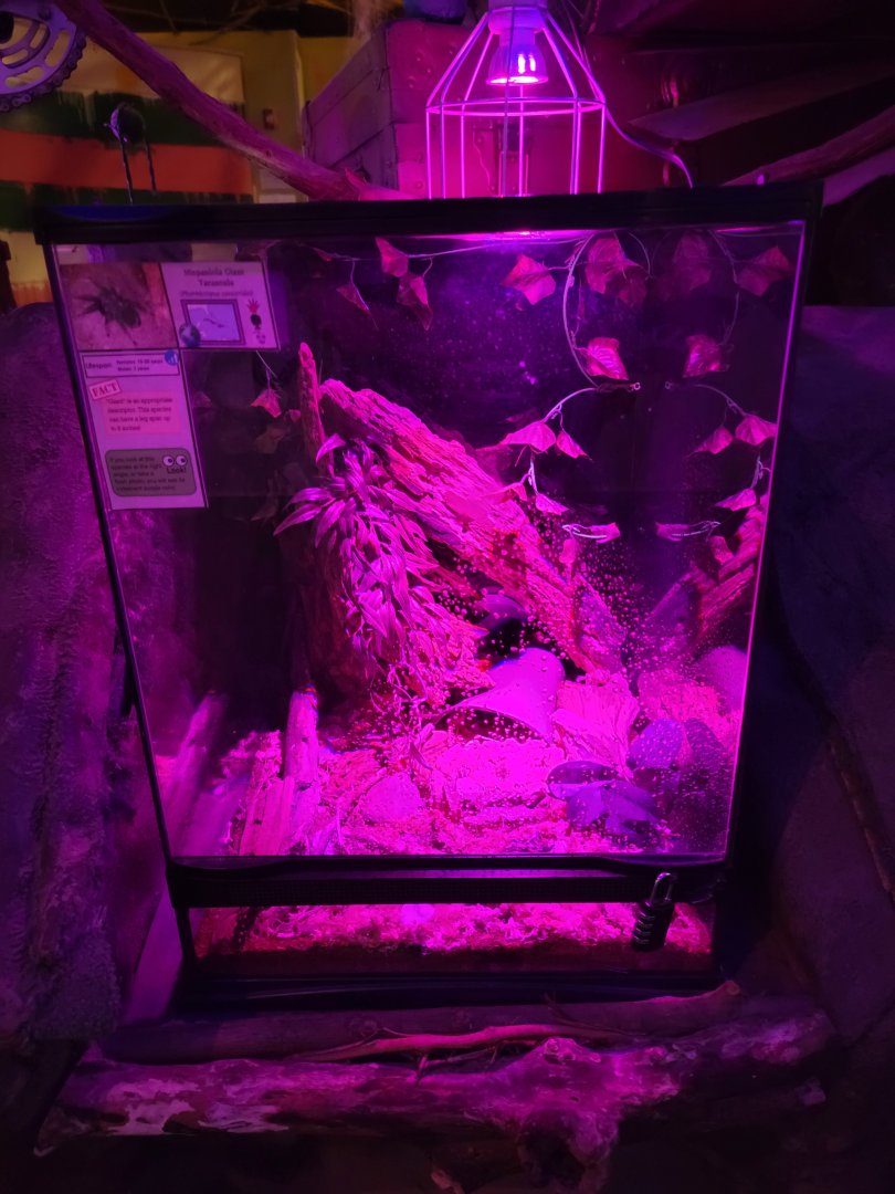 Philly Insectarium - Hispaniola giant tarantula