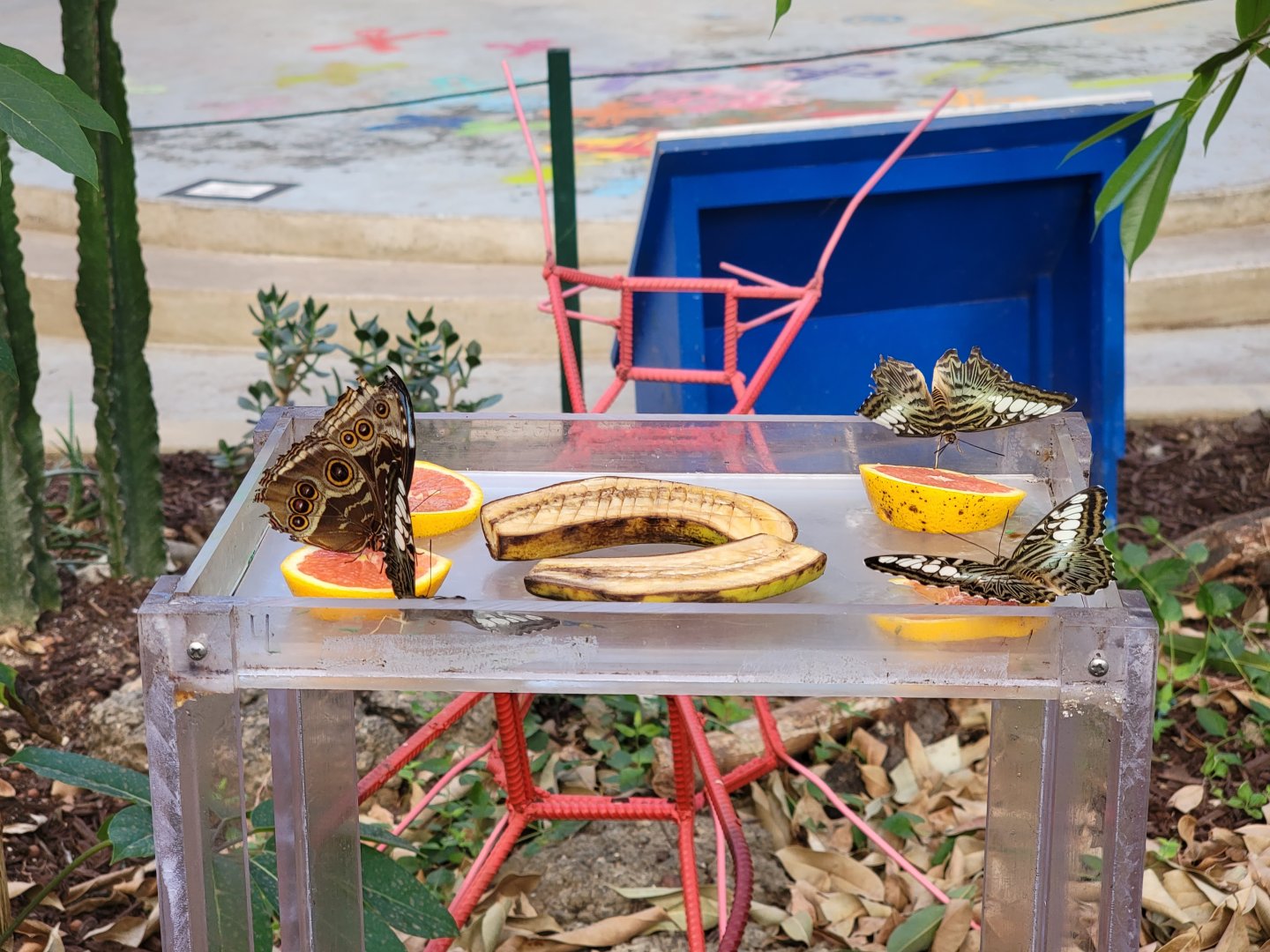Philly Insectarium - IDs? Feeding station