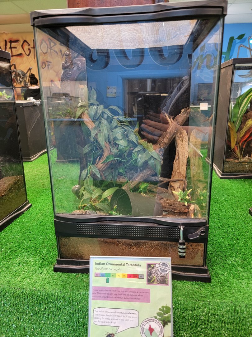 Philly Insectarium - Indian ornamental tarantula
