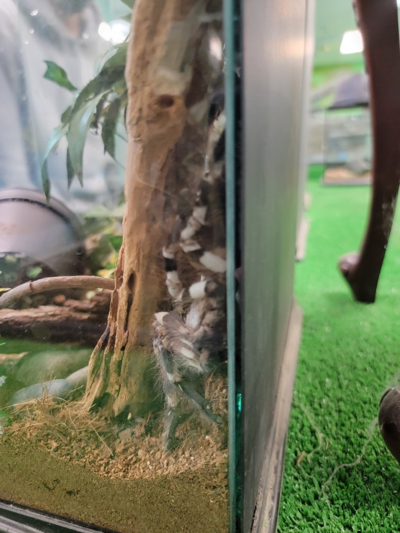 Philly Insectarium - Indian ornamental tarantula