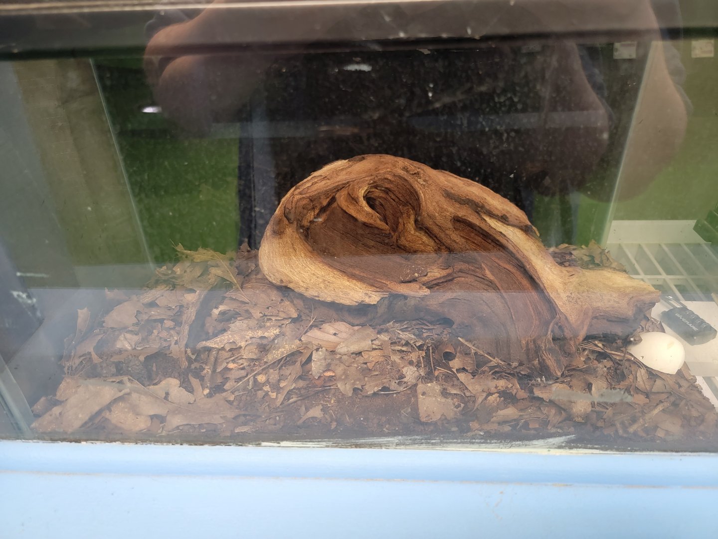 Philly Insectarium - Ivory millipede