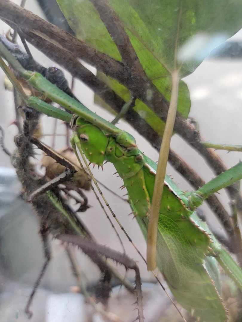 Philly Insectarium - Jungle nymph head