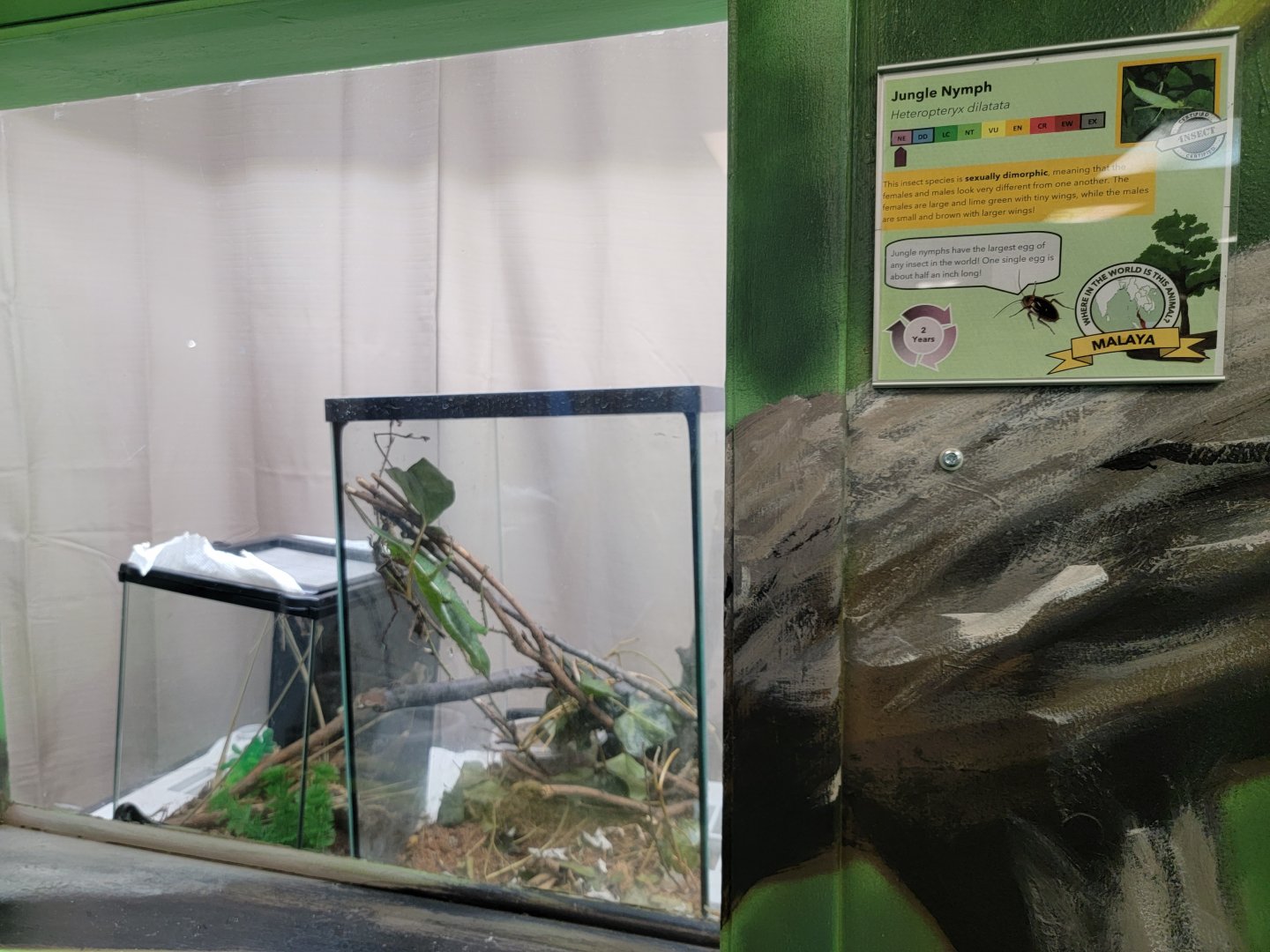 Philly Insectarium - Jungle nymph