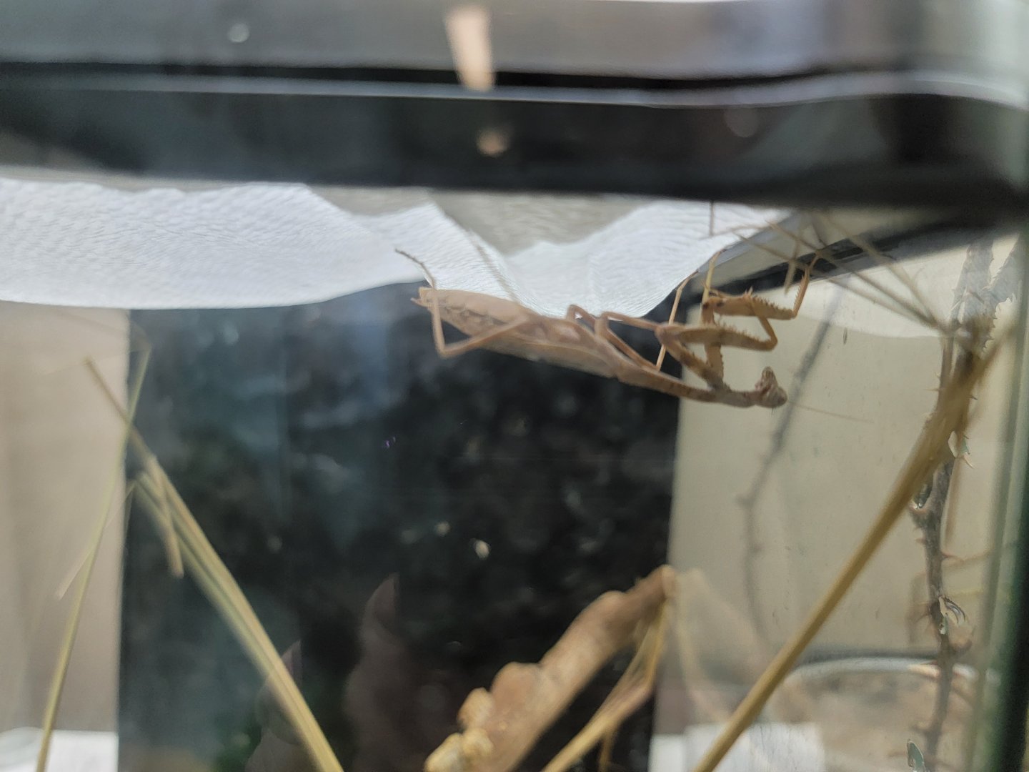 Philly Insectarium - Jungle nymph