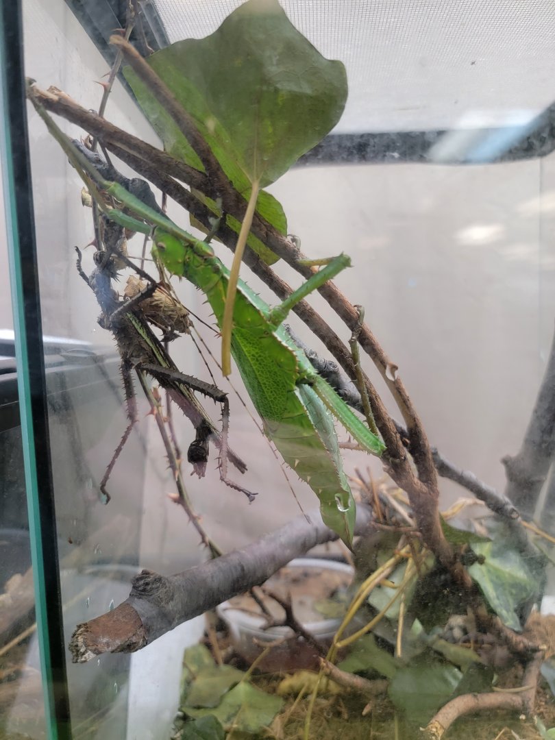 Philly Insectarium - Jungle nymphs