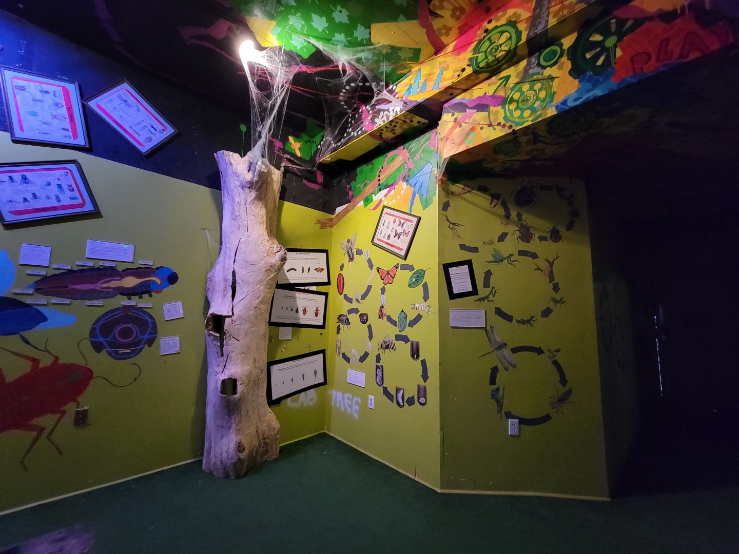 Philly Insectarium - Life cycles