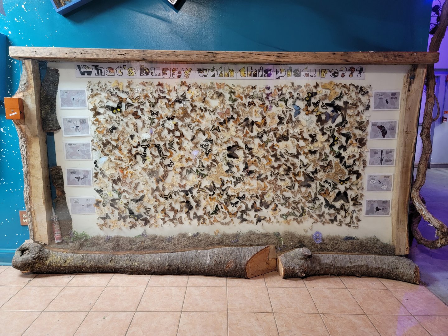 Philly Insectarium - Lots of dead butterflies