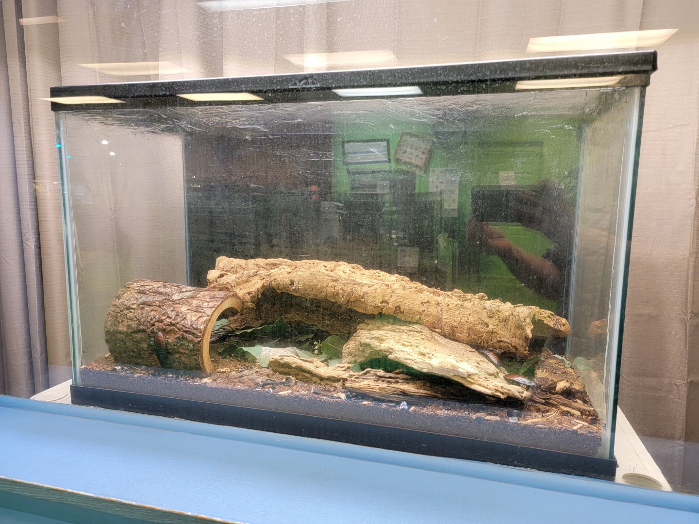 Philly Insectarium - Madagascar hissing cockroaches