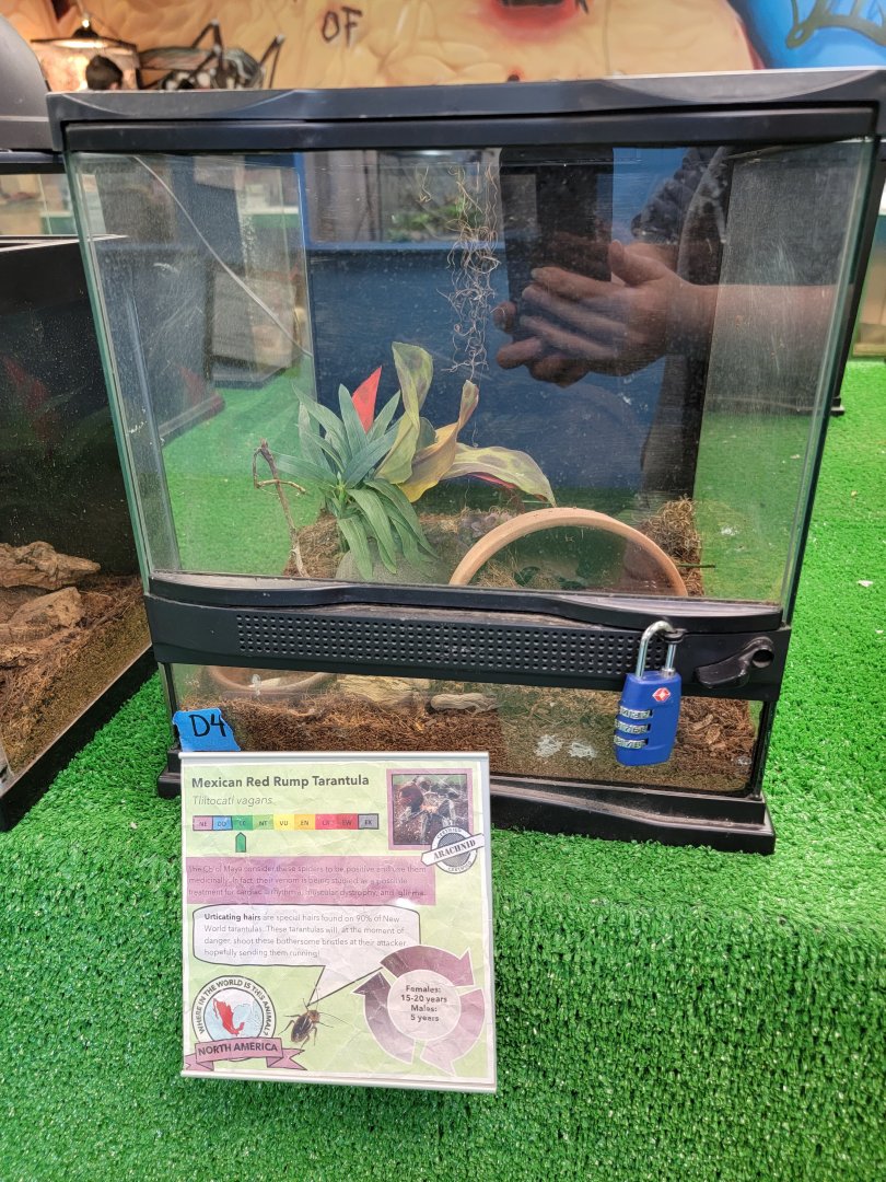 Philly Insectarium - Mexican red rump tarantula