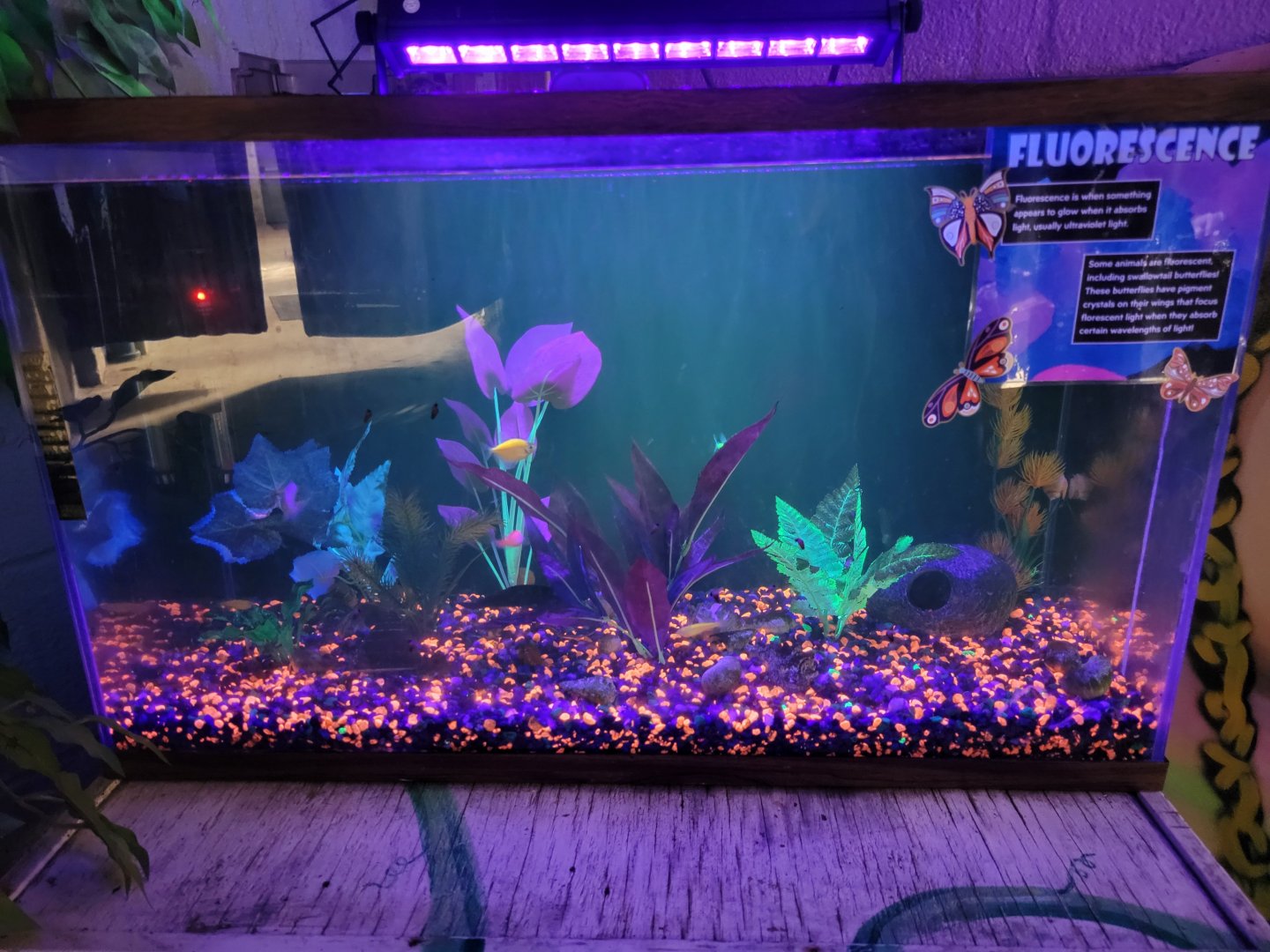 Philly Insectarium - Nocturama corner, glofish