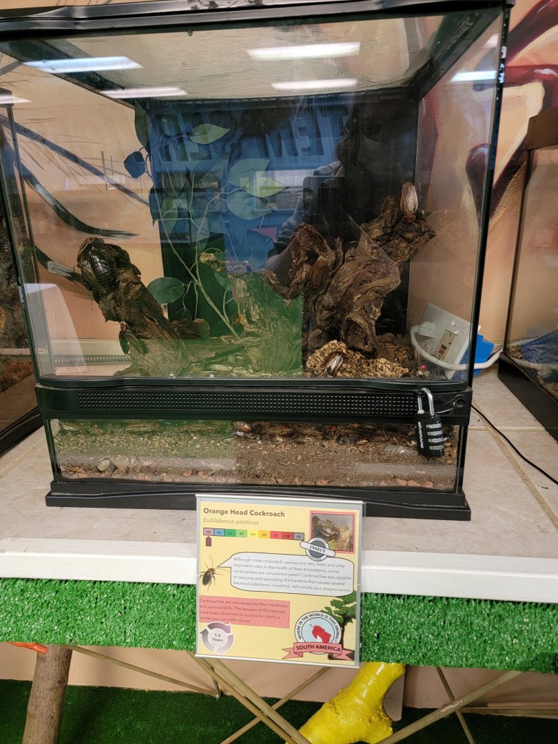 Philly Insectarium - Orangehead cockroach