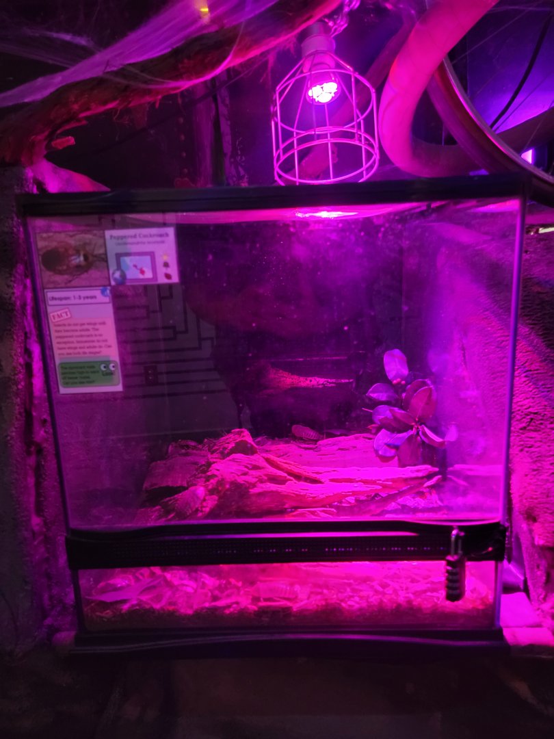 Philly Insectarium - Peppered cockroach