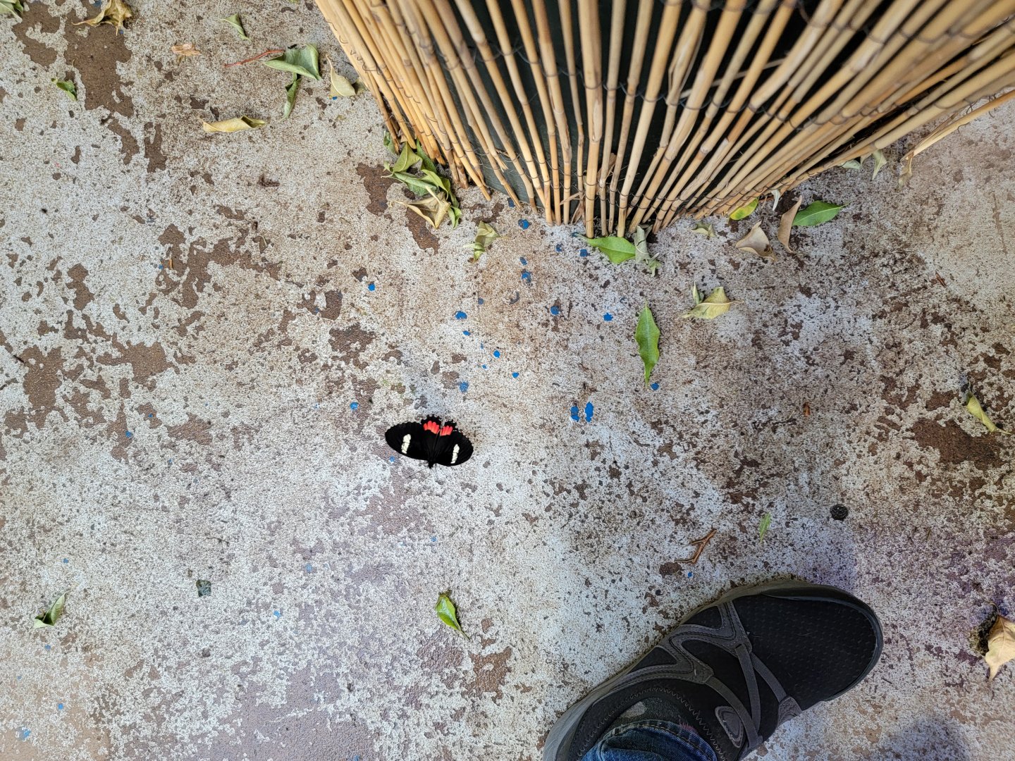 Philly Insectarium - Postman?