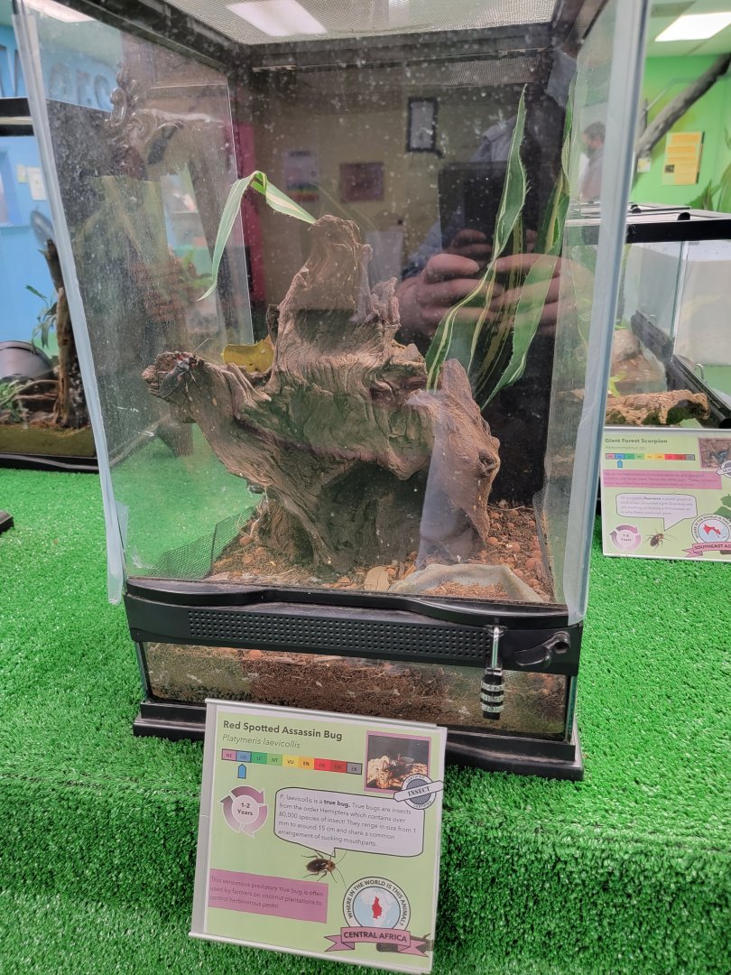 Philly Insectarium - Red spotted assassin bug