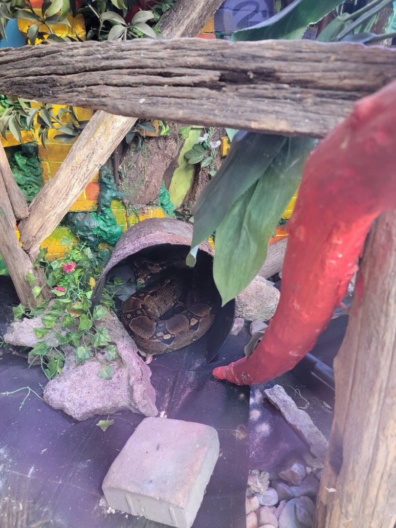 Philly Insectarium - Red-tailed boa