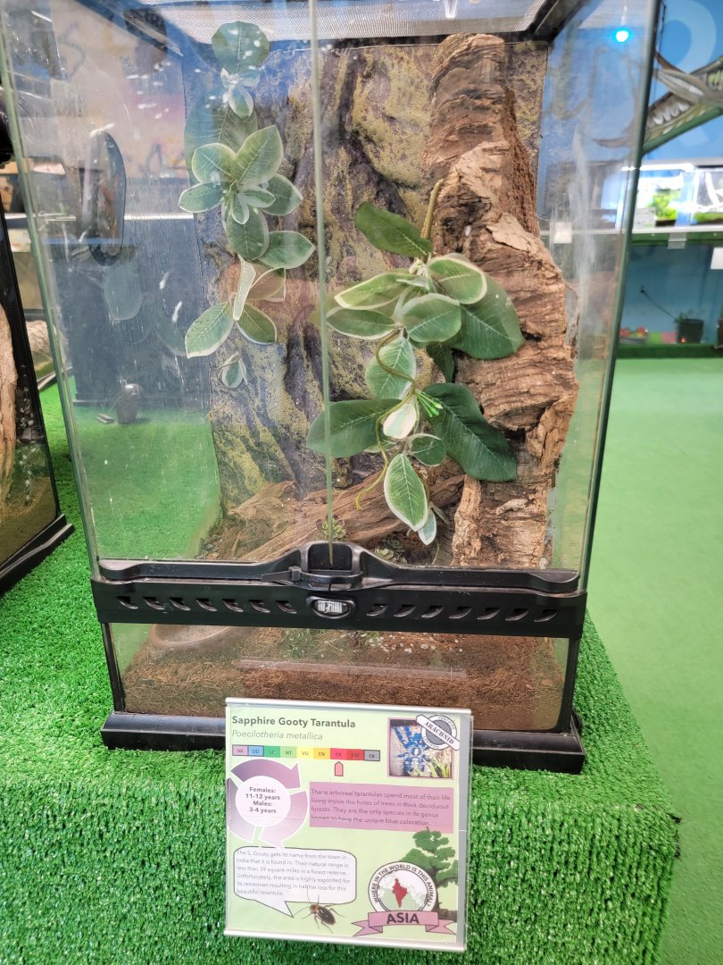 Philly Insectarium - Sapphire gooty tarantula