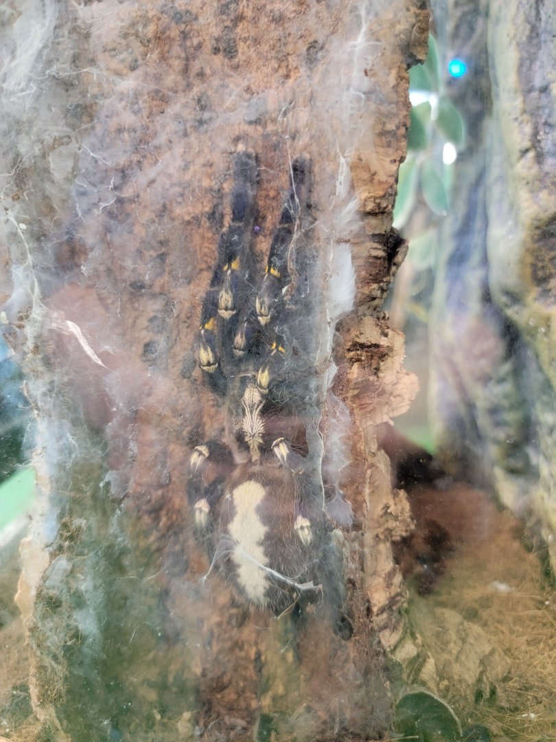 Philly Insectarium - Sapphire gooty tarantula