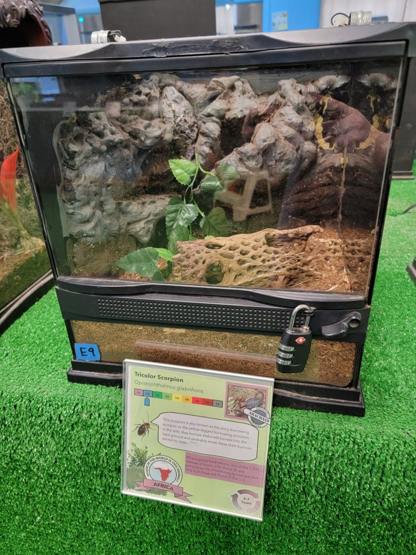 Philly Insectarium - Shiny burrow scorpion