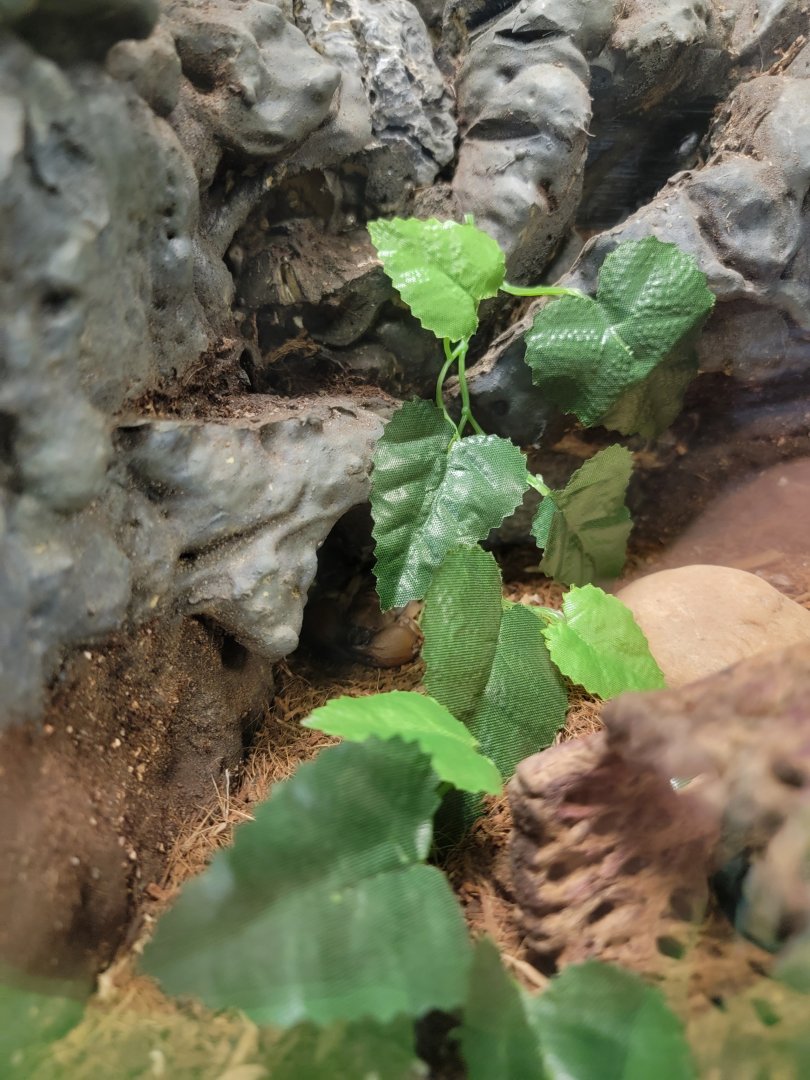 Philly Insectarium - Shiny burrow scorpion