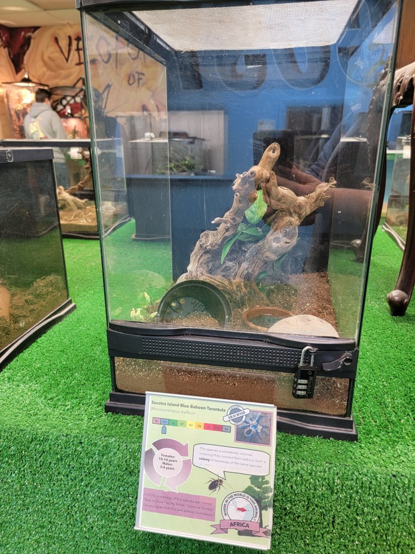 Philly Insectarium - Socotra Island blue baboon tarantula