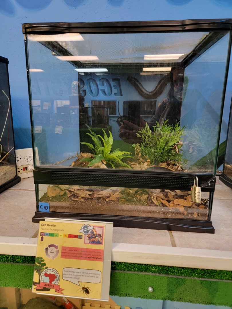 Philly Insectarium - Sun beetle