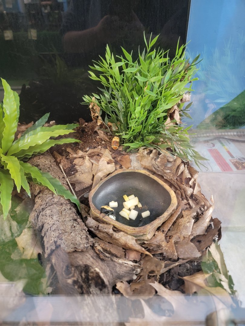 Philly Insectarium - Sun beetle