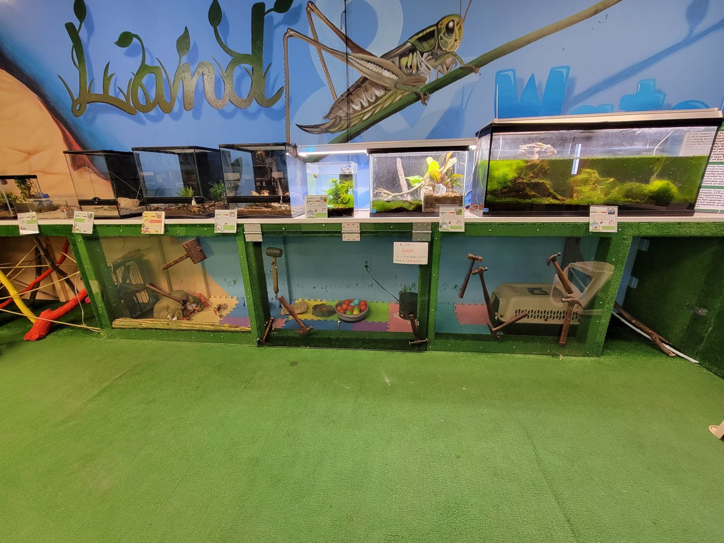 Philly Insectarium - Three-banded armadillo