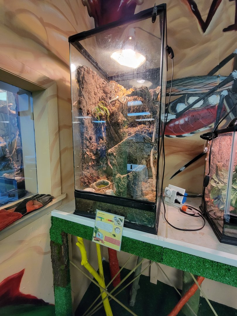 Philly Insectarium - Tokay gecko